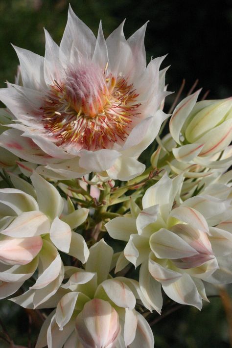 Blushing Brides Flowers, Blushing Bride Plant, Fynbos Flowers, Blushing Bride Flower, Protea Garden, Blushing Bride Protea, July Flowers, Florida Plants, Garden Bouquet