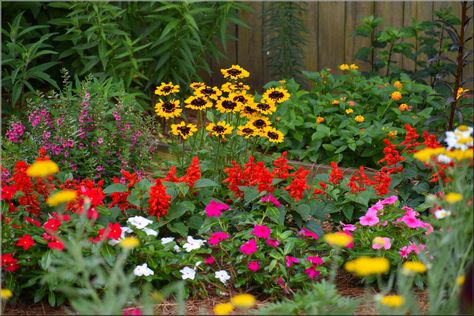 South Carolina Gardening Ideas, South Carolina Garden, South Carolina Flower Beds, Butterfly Garden Ideas Landscaping, South Carolina Gardening, Butterfly Garden Ideas, Backyard Homesteading, Native Plant Landscape, Spring Planting