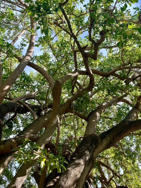 Under A Tree, Sitting In A Tree Aesthetic, Sitting Under A Tree, Laying Under A Tree, Sitting Under A Tree Aesthetic, Sun Through Trees Aesthetic, Big Old Tree, Willow Tree Dark Aesthetic, Sunlight Through Trees Aesthetic