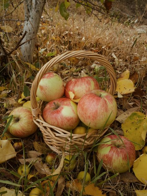 #apples #applepicking #harvest #autumn #fall #autumnal #aesthetic #nature #basket #cozy #fruits #leaves #autumnleaves Autumn Harvest Aesthetic, Harvest Festival Aesthetic, Fruit Basket Aesthetic, Drawtober 2024, Nature Basket, Harvest Aesthetic, Harvest Goddess, Autumnal Aesthetic, Fruits Aesthetic