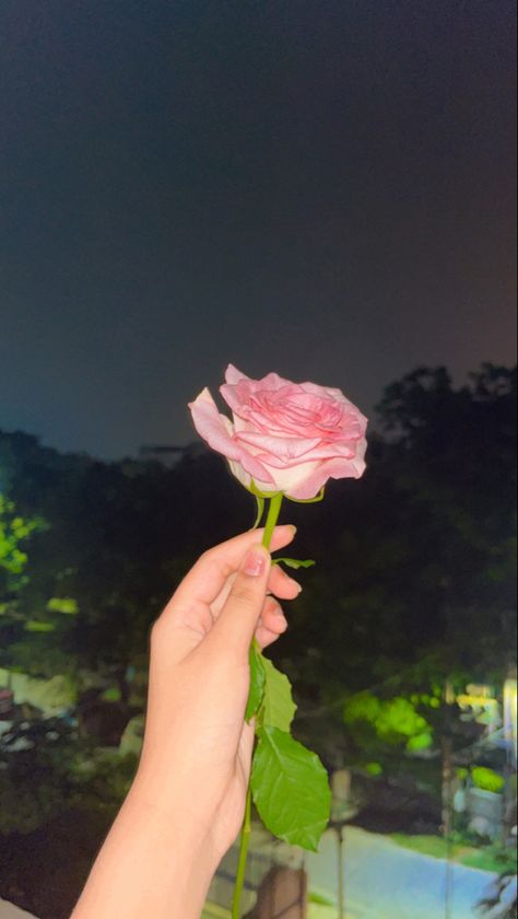 Rose Day Snapchat, Rose Snaps Snapchat, Rose Snap Story, Rose Dpz, Rose Snapchat, Rose Dp, Rosé Snapchat, Dpz For Fb, Rose Snap