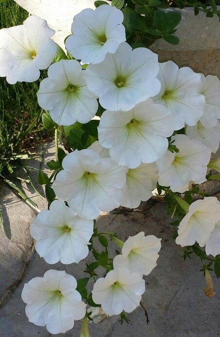 I love my summer flowers White Petunias In Pots, Black Petunia Aesthetic, White Petunias, Red And White Petunias, Black Magic Petunia, Petunia Flowers, Night Sky Petunia, Petunia Flower, My Summer