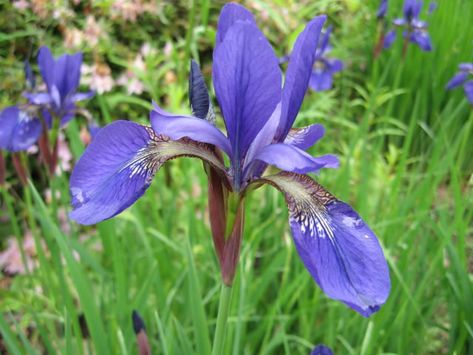 Siberica, How to grow and care for your Siberian Iris plants ... Siberian Iris Care, Seed Growing, Siberian Iris, Tree Bed, Growing Tips, Low Maintenance Garden, Interior Plants, Bearded Iris, Perennial Garden