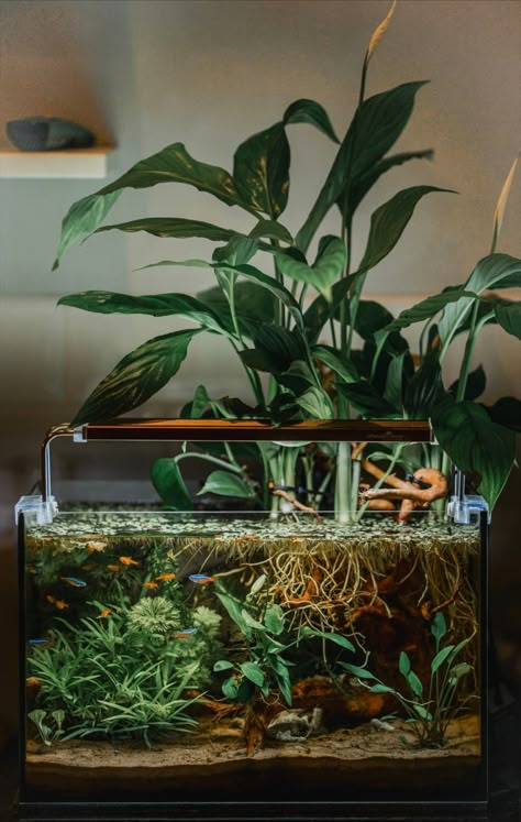 Semi Aquatic Plants, Aquarium Tank Design, Aquascaping Ideas Inspiration, Vertical Aquascape, Underwater Plants Aquarium, Mopani Wood Aquascape, Aqua Plants Fish Tanks, Aquarium Aquascape Ideas, Planted Betta Tank Ideas