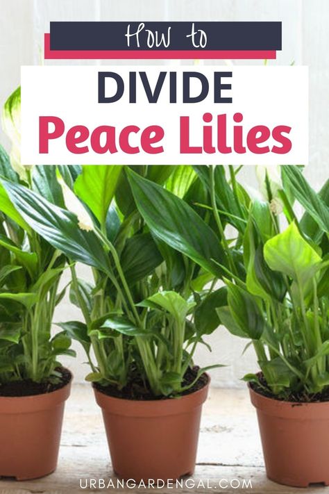 Dividing peace lily plants Peace Lily Plant Care, Peace Lily Care, Peace Plant, Lily Plant Care, Lily Care, Peace Lilies, Peace Lily Plant, Household Plants, Plant Care Houseplant