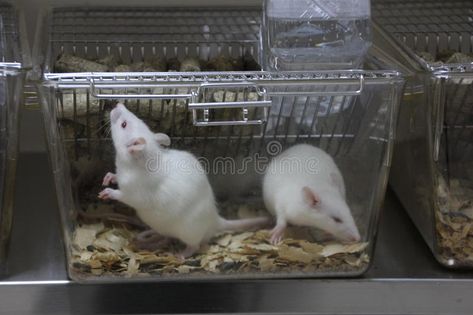 Laboratory rats. Experimental Animal laboratory and experimental rats , #SPONSORED, #Experimental, #rats, #Laboratory, #experimental, #laboratory #ad Human Lab Rat Aesthetic, Experiment Aesthetic Lab, Lab Rat Aesthetic, Laboratory Aesthetic, Monster Laboratory, Lab Rats Aesthetic, Animal Laboratory, Creepy Laboratory, Laboratory Specimens