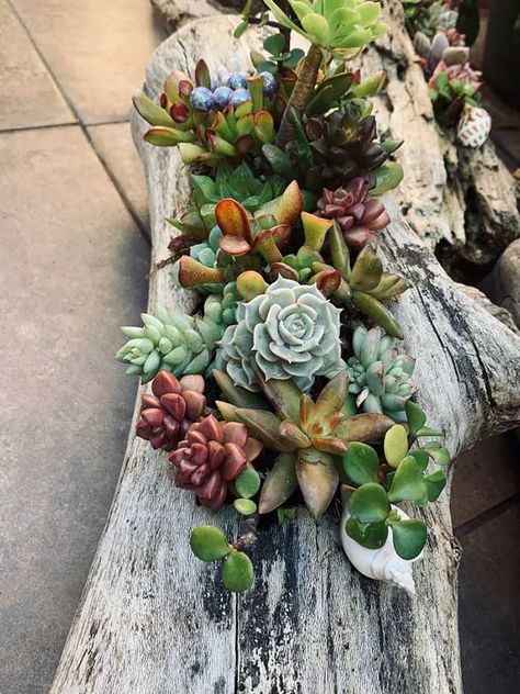 Driftwood Planters, Plant Succulents, Succulent Planter Diy, Succulent Garden Design, Backyard Plants, Growing Succulents, Driftwood Crafts, Diy Planters, Diy Plants