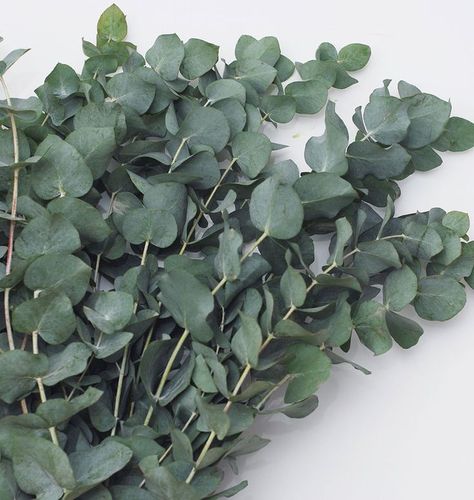 Eucalyptus Plant Indoor, Grow Eucalyptus, Eucalyptus Cinerea, Growing Cut Flowers, Cut Flower Farm, Gum Tree, Perennial Shrubs, Cut Flower Garden, Beautiful Flowers Garden