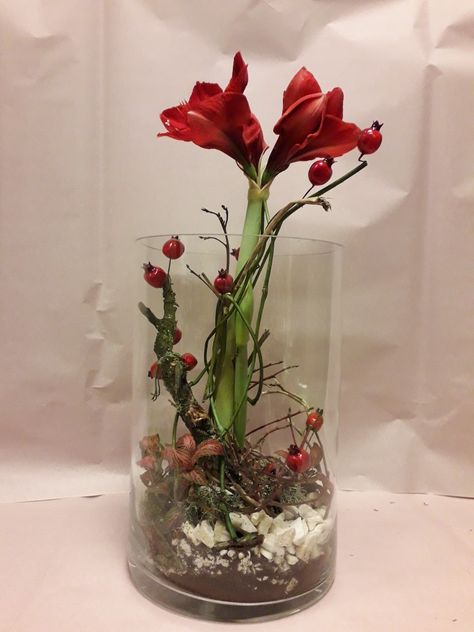 Amaryliss Christmas Arrangement, Amarilis Deko Im Glas, Amaryliss Christmas, Amaryllis Arrangement Christmas, Amaryllis Centerpiece, Amaryllis Arrangement, Amaryllis Christmas, Christmas Luncheon, Christmas Advent Wreath