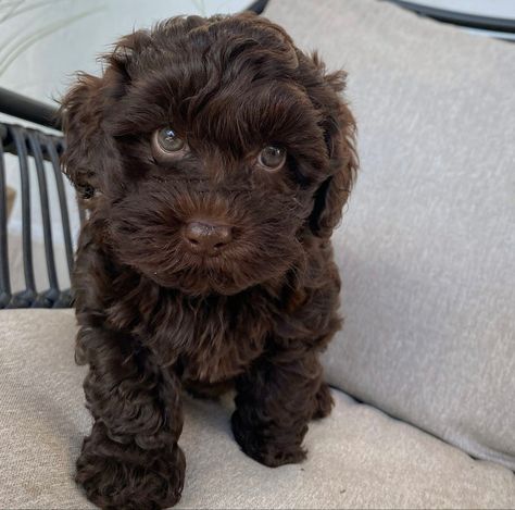 Dark Brown Cockapoo, Maltipoo Chocolate Brown, Black Cavapoo Puppies, Chocolate Cavoodle, Chocolate Maltipoo, Chocolate Cavapoo, Toy Cavapoo, Black Cavapoo, Chocolate Toy Poodle