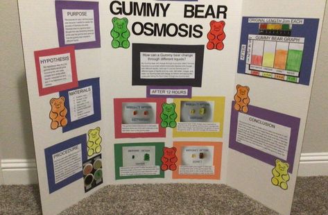 Growing Gummy Bears Science Fair Project, Gummy Bear Science Fair Project Board, Gummy Bear Osmosis Science Fair Project, Gummy Bear Project, Gummy Bear Science Fair Project, Gummy Bear Science Project, Gummy Bear Osmosis, 7th Grade Science Projects, Gummy Bear Experiment