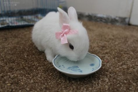 Pink bow Somebunny Loves You, Cute Bunny Pictures, Fluffy Bunny, Pet Bunny, Bunny Pictures, Bunny Lovers, Baby Bunnies, Hamsters