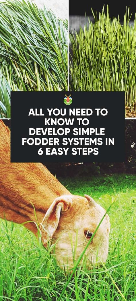 How to Develop Fodder Systems to Feed Your Animals Cheaply in 6 Steps Fodder System, Chicken Houses, Feeding Goats, Livestock Feed, Goat Care, Chicken Tractors, Rain Barrels, Chicken Feeders, Quails