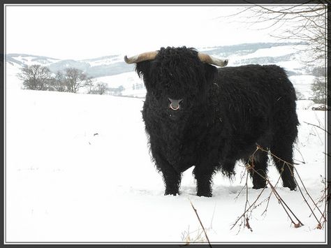 A Young Highland Bull In the Snow - Scotland Highland Bull, Rodeo Mom, Httyd Oc, Scottish Highland Cow, Pet Spaces, All That Remains, Scotland Castles, Image Reference, Highland Cattle