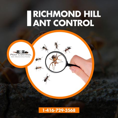 Ant Species, Ant Infestation, Ant Control, Pest Control Services, Richmond Hill, In Peace, Live Your Life, Pest Control, Ants