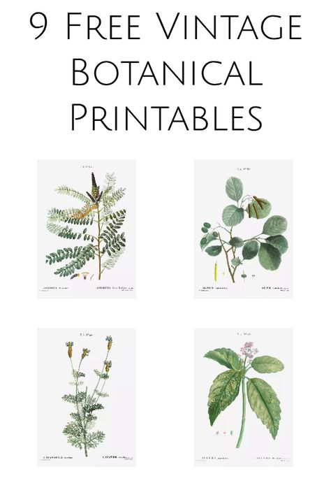 Rustic bathroom printables, printable rustic pictures Nature Prints Wall Decor, Flower Pictures For Wall, Botany Prints, Free Farmhouse Printables, Shutters Diy, Botanical Prints Free, Bathroom Wall Decor Ideas, Botanical Printables, Farmhouse Printables