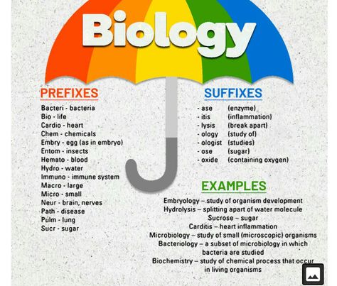 Biology Prefixes And Suffixes, Science Prefixes And Suffixes, Ncert Biology, Concept Maps, Plant Classification, Science Words, Prefixes And Suffixes, Aesthetic Poetry, Nursing School Notes