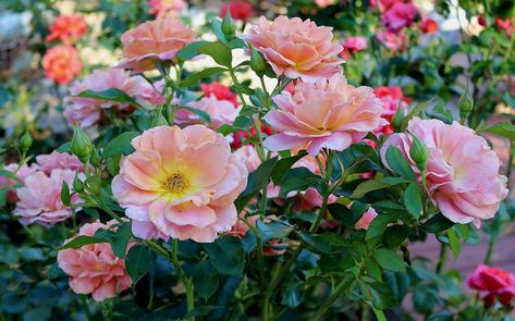 Choosing Low Maintenance Roses ? What Are The Best Roses For Beginners Hardy Roses Zone 4, Hardy Roses, Double Knockout Roses, Hardy Shrubs, Awesome Gardens, Texas Gardens, Rose Diseases, Rose Companion Plants, Jade Plant Care