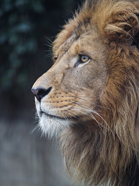 https://flic.kr/p/QEey3q | Profile of Louis | Next portrait of Louis, this time his profile! Safari Pictures, Lion Profile, Wild Animal Wallpaper, Photo Animaliere, Lion Photography, Lions Photos, Lion Drawing, Lion Love, Wallpaper Retro