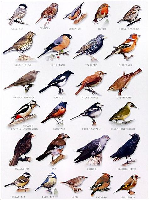 bird chart                                                                                                                                                      More Backyard Birds Watching, Bird Identification, Kinds Of Birds, Haiwan Peliharaan, Backyard Birds, Pretty Birds, Bird Garden, Wild Birds, Bird Watching