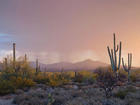 Deserts Landscapes, Southwest Desert Aesthetic, Desert Sun Aesthetic, Desert Rain Aesthetic, Arizona Monsoon, Strange Trails, Desert Rain, Desert Landscape Painting, Western Gothic