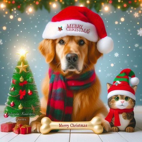 Crismas Wishes, Funny Christmas Pictures, Merry Christmas Quotes, Merry Christmas Pictures, Merry Christmas Funny, Christmas And Winter, Christmas Quotes, Christmas Pictures, Hd Photos