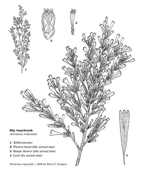 So that's the end of Coyote, Kokopelli and the Sagebrush Bush . Here's the botanical drawing of the actual plant from the inside cover, courtesy of my wife, Ellen: I've also made a pdf of the whole thing with the covers, available here (2.6 MB pdf file) Sage Bush Tattoo, Juniper Tattoos, Sagebrush Drawing, Sagebrush Tattoo, Big Sagebrush, Sage Brush, State Flowers, Brush Embroidery, Brush Tattoo