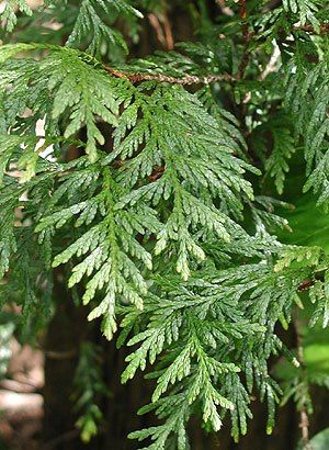 First harvest Cedar Boughs, boil in pot for 15 minutes and let soak for 15 minutes. Place in juice container and place in fridge. You only need   2 to 3 Tbsp of the Healing Juice three times a day, morning, lunch and dinner. Try for three days and then off for a week. Also try bathing in this Sacred Tea mixture, add four to six cups of Cedar Bough Tea into a hot/warm bath and soak for 20 to 25 minutes. You shall be healed, and then continue once a week or as pain comes back Cedar Boughs, Bark Weaving, Morning Lunch, Juice Container, Canadian People, Thuja Plicata, Native American Food, American Foods, Cedar Oil