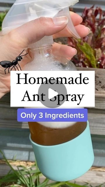 Stacey Garska Rodriguez | The Soccer Mom Blog on Instagram: "Buh-bye Ants!! ❌🐜❌ I’ve been using this homemade ant spray for 10 years now because it’s easy to make, safe to use in a house with kids & pets, and it WORKS!  📥Comment “recipe” and I’ll send the instructions to your inbox!  #homehacks #gardentips" Ant Spray Diy Homemade, Natural Ant Repellant For Home, How To Get Rid Of Ants In The House, Ant Repellent Diy Indoor, Ants In House Get Rid Of, Kill Ants Outside, Natural Ant Killer, Diy Ant Killer, Gnat Spray