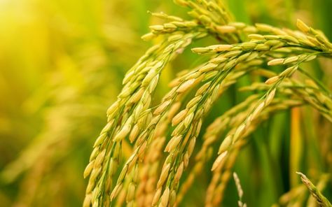 Rice in the field is waiting for harvest... | Premium Photo #Freepik #photo #leaf #garden #colorful #rice Rice Field Aesthetic, Rice Garden, Agriculture Photography, Rice Plant, St Bernard Puppy, Rice Paddy, Dry Rice, Food Art Photography, Rice Field