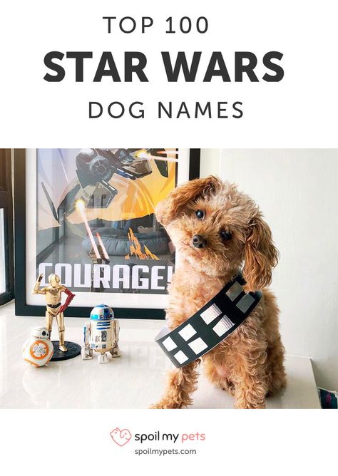 Whether it’s a clever pun on a name, a reference to a beloved character, or a dig at your pup’s villainous tendencies, it’s hard to go wrong with these Star Wars dog names.  #starwars #starwarsdog #dognames Star Wars Names List, Star Wars Characters Names, Clever Dog Names, Jedi Mind Tricks, Boy Dog Names, Girl Dog Names, Female Dog Names, Best Dog Names, Cute Names For Dogs