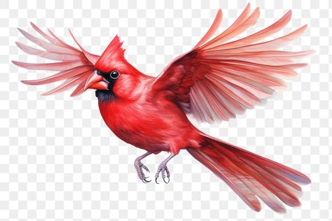 Flying Cardinal, Aesthetic Pngs, Bird Png, Png Elements, Cardinal Bird, Cardinal Birds, Red Bird, Red Cardinal, Red Birds