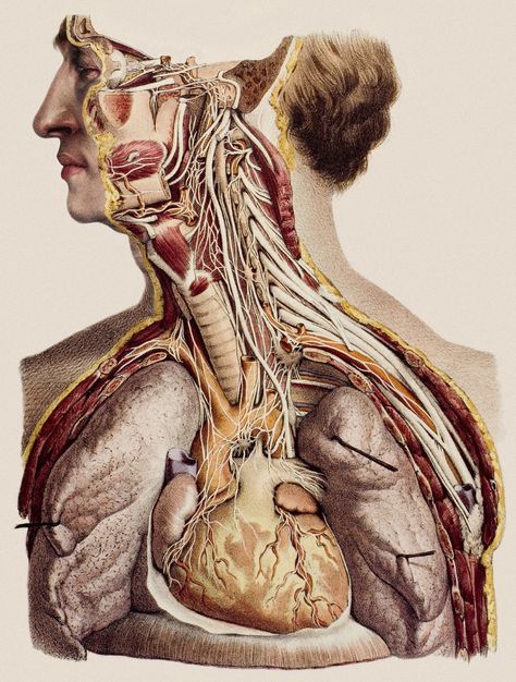 Digital cadavers are replacing real ones. But should they? Greek Anatomy, Human Cadaver, Vintage Medical Art, Schematic Drawing, Body Horror, Cranial Nerves, Human Anatomy Art, Medical Illustration, School Essentials