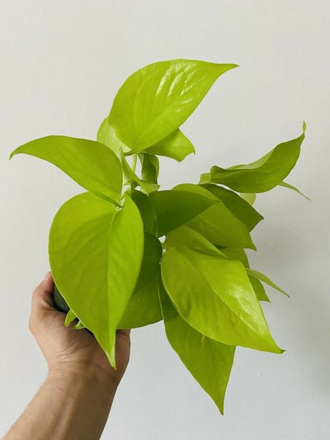 Pothos Care Tips, Pothos Care, Neon Pothos, Epipremnum Aureum, Egg Plant, Airbnb Promotion, Medium Well, Inside Plants, Beautiful Plants