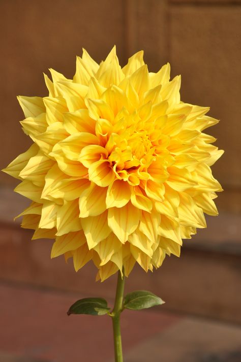 Beautiful!! Trendy Flowers, Dahlia Flower, Yellow Flower, Birthday Flowers, Mellow Yellow, Flowers Nature, Amazing Flowers, Love Flowers, Flowers Photography