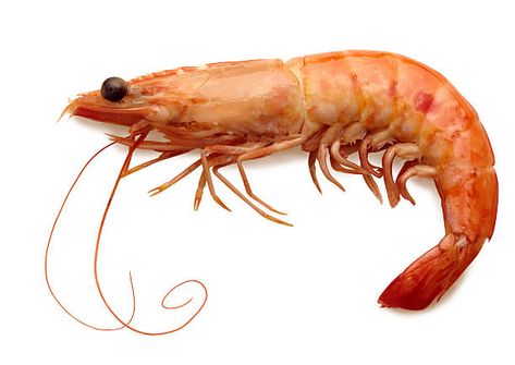 Pet Shrimp, Prawn Fish, Chickens For Sale, How To Cook Shrimp, Food Truck, Macaroni, Seafood, Carrots, White Background