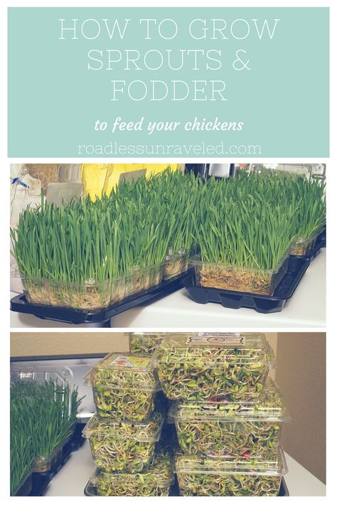 Grow Sprouts For Chickens, How To Grow Sprouts For Chickens, Micro Greens For Chickens, Chicken Sprouts Fodder, Chicken Sprouts, Chicken Sprouts Recipes, Microgreens For Chickens, Best Seeds For Chicken Fodder, Growing Lentils For Chickens