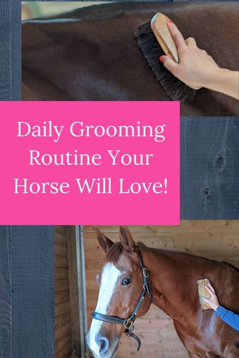 Horse Activities For Kids, Mane Braiding, English Horseback Riding, Stable Management, Horse Grooming Supplies, Tack Room Organization, Horseback Riding Tips, Horseback Riding Lessons, Horse Lessons