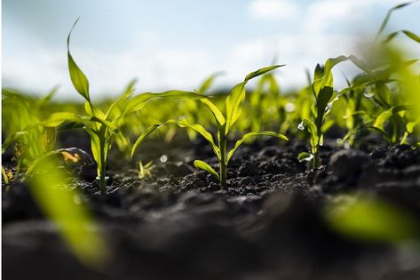 Close up seeding maize plant, Green young corn maize plants growing from the soil. Agricultural scene with corn's sprouts in earth closeup Maize Plant, Corn Maize, Plants Growing, Maize, Scene Creator, The Soil, Sprouts, Soil, Corn