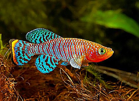 Killifish (Austrolebias affinis) #Killifish #Austrolebias #affinis #Aquascaping #Aquarium #FreshWaterTank #Aquascape #PlantedTank #FreshwaterFish #FishTank #Fish Killifish Aquarium, Aquarium Live Wallpaper, Fish Tank Design, Aquarium Ideas, Undersea World, Freshwater Aquarium Fish, Home Aquarium, Animal References, Fresh Water Tank