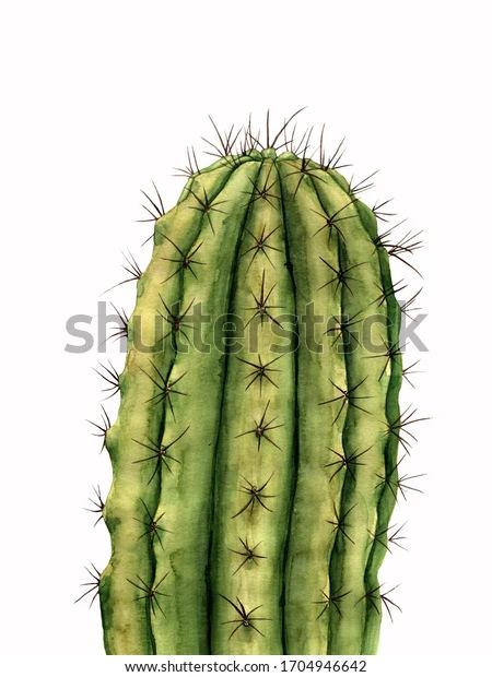 Saguaro Cactus Watercolor Realistic Illustration Stock Illustration 1704946642 | Shutterstock Realistic Cactus Drawing, Saguaro Cactus Painting, Ocotillo Cactus Drawing, Saguaro Cactus Illustration, Cactus Scientific Illustration, Watercolor Saguaro Cactus, Water Color Cactus, Watercolor Realistic, Cactus Watercolor