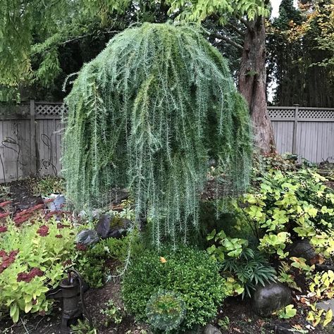 Weeping Larch, Tavern On The Green, Photo Location, Backyard Design, Green Thumb, Organic Gardening, Garden Inspiration, Exterior Design, Washington