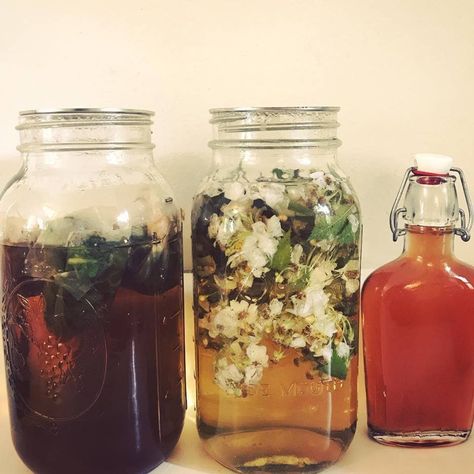 Tulsi Wild Soda — Milk & Honey Herbs Tulsi Recipes, Wild Soda, Kombucha Recipe, Western Massachusetts, Soda Recipe, Wild Yeast, Culinary Herbs, Holy Basil, Healthy Drinks Recipes