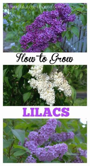 How to Grow Lilacs. Read and the tips and tricks I have found that work for me to get sweet smelling blooms every year! #GardenIdeas Lilac Bushes, Garden Shrubs, Have Inspiration, Fragrant Flowers, Cool Ideas, Garden Cottage, Lawn And Garden, Shade Garden, Wisteria