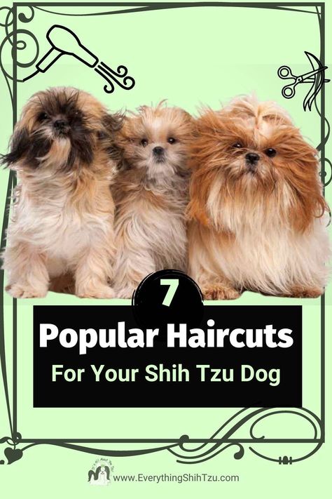 Shih Tzu Haircuts Male Teddy Bear, Shih Tzu Winter Haircuts, Shin Tzu Haircut, Shih Tzu Grooming Styles Teddy Bears, Shihtzu Haircut Teddy Bears, Shitzu Haircuts Boy, Shih Tzu Haircuts Short, Teddy Bear Cut Shih Tzu, Shih Poo Haircuts