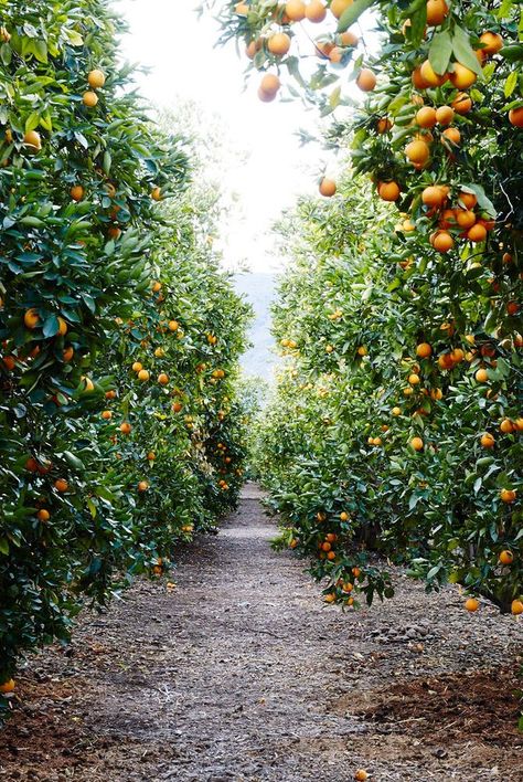 citrus grove Citrus Tree Garden, Orchard Garden, Citrus Garden, Tattoo Plant, Orange Grove, Garden Grove, Citrus Trees, Backyard Retreat, Fruit Garden