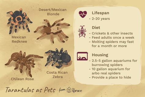 Tarantula Pet, Tarantula Habitat, 5 Gallon Aquarium, Tarantula Enclosure, Pet Tarantula, Types Of Spiders, Real Spiders, Excited Dog, Pet Spider