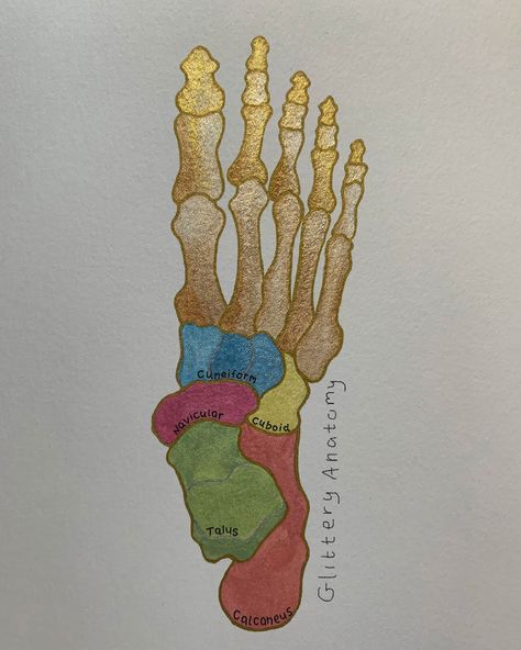 Tarsal bone, foot, glittery, watercolor Bone Notes Anatomy, Tarsal Bones Anatomy, Maxilla Bone Anatomy, Anatomy Bones Labeling, Humerus Bone Anatomy, New Year Is Coming, Cleanse Your Body, Anatomy Art, Going Crazy