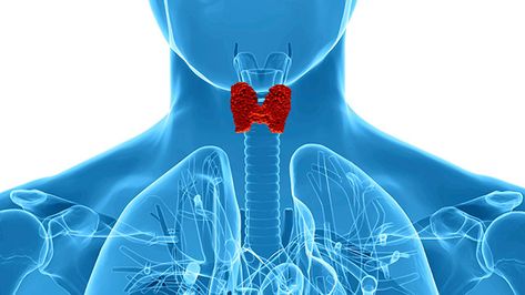 Thyroid Function Tests: Procedure, Side Effects, and Results Optimal Thyroid Levels, Low Thyroid Remedies, Thyroid Remedies, Thyroid Levels, Overactive Thyroid, Thyroid Test, دورة شهرية, Thyroid Symptoms, Thyroid Support