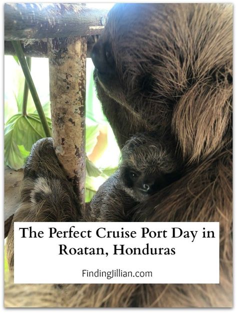 Roatan Honduras Cruise Excursions, Norwegian Cruise Escape, Caribbean Cruise Packing, Mahogany Bay, Cruise Ideas, Cruise Ports, Cruise 2023, Roatan Honduras, Western Caribbean